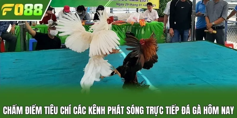 Chấm điểm tiêu chí các kênh phát sóng trực tiếp đá gà hôm nay
