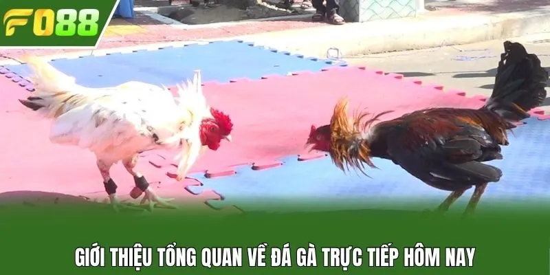Giới thiệu tổng quan về đá gà trực tiếp hôm nay