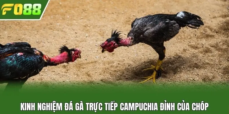 Kinh nghiệm đá gà trực tiếp Campuchia đỉnh của chóp